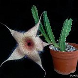 Stapelia gigantea PR   ÉPUISÉ - OUT of STOCK - AGOTADO